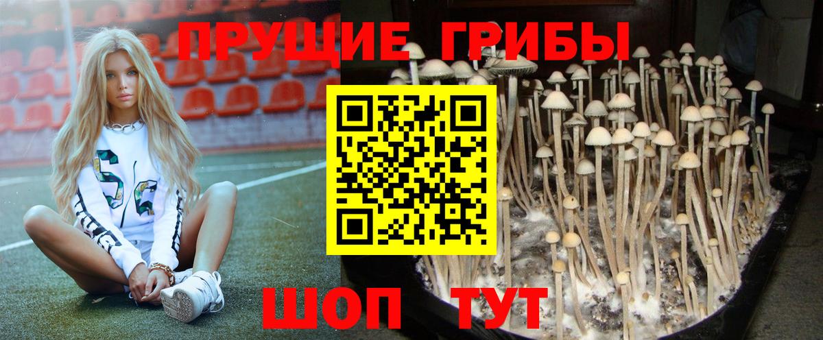 Псилоцибиновые грибы GOLDEN TEACHER Солнечногорск